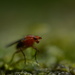 Tiny fly by kathyladley