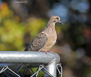30th May 2013 - Baby Ring Neck Dove 