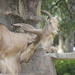 Two Billy goats gruff  by sugarmuser