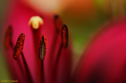 29th May 2013 - Asiatic Lily