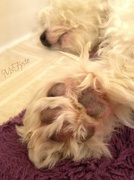 30th May 2013 - Puppy Paw