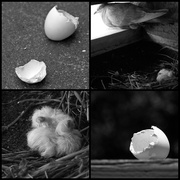 30th May 2013 - (Day 106) - Hatch Me If You Can (b&w)