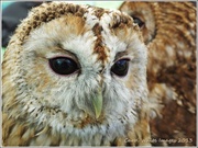 31st May 2013 - Tawny Owl