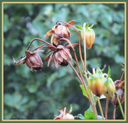 31st May 2013 - Dahlia seedheads