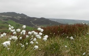 29th May 2013 - Cotton grass