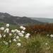 Cotton grass by roachling