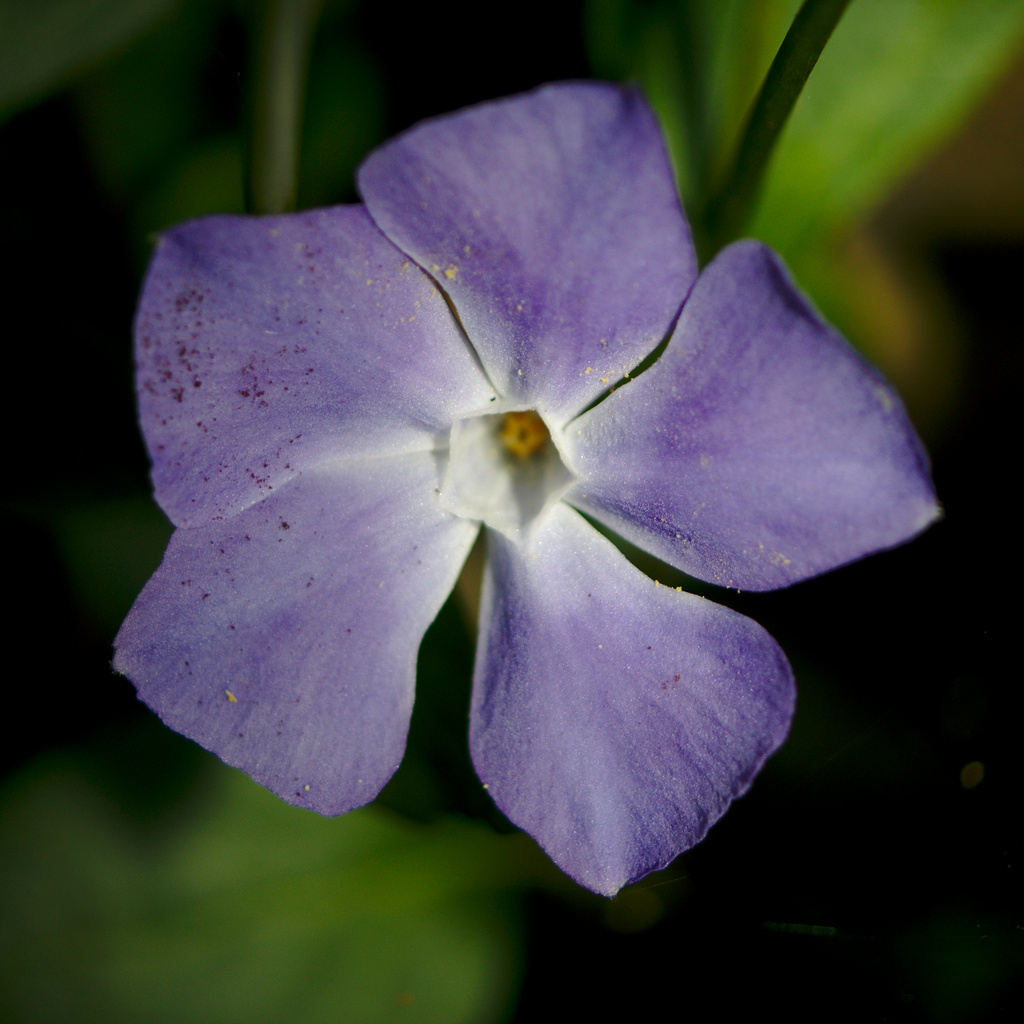 Purple flower by darkhorse