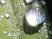 31st May 2013 - Dew drops