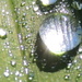 Dew drops by dianezelia