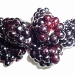 Blackberries by andycoleborn