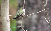 19th May 2013 - Hummer