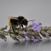 Bee on Lavender by andycoleborn