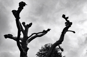 23rd May 2013 - Tree Sculptures