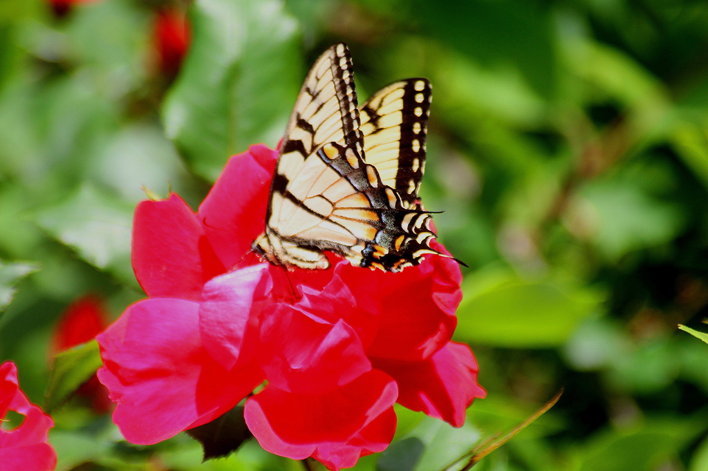 Butterfly and Rose by vernabeth