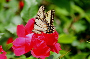 23rd May 2013 - Butterfly and Rose