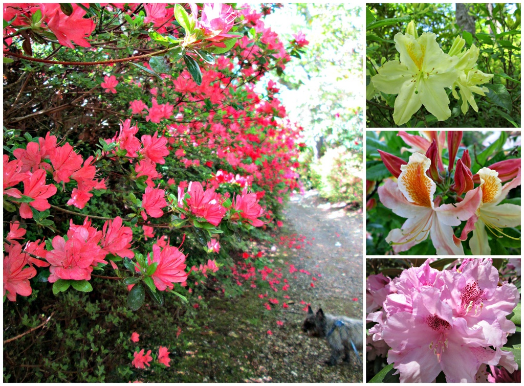 A nice trip to Exbury Gardens: sun, flowers, photo opps by quietpurplehaze