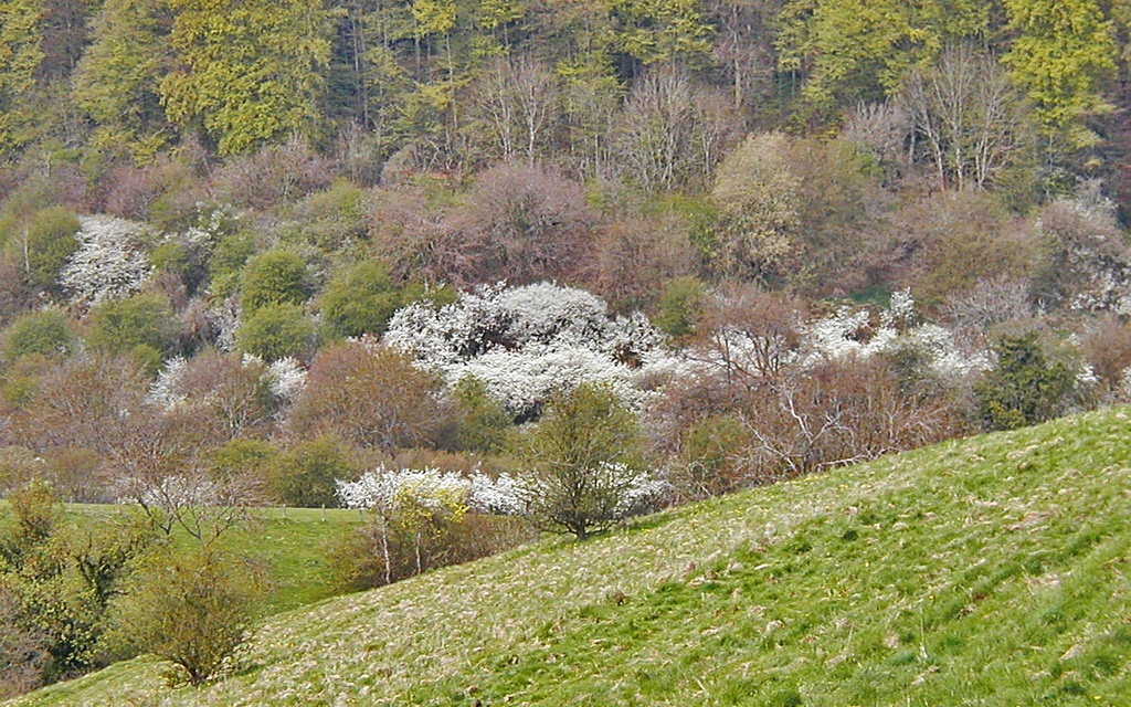 Hawthorn Blossom by ladymagpie