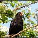 Tatty blackbird by rosiekind