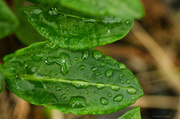 31st May 2013 - Raindrops on leaf.