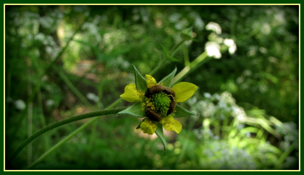 Woodland flower by busylady