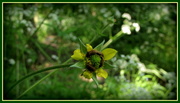 31st May 2013 - Woodland flower