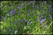 31st May 2013 - Bilsdale Bluebell