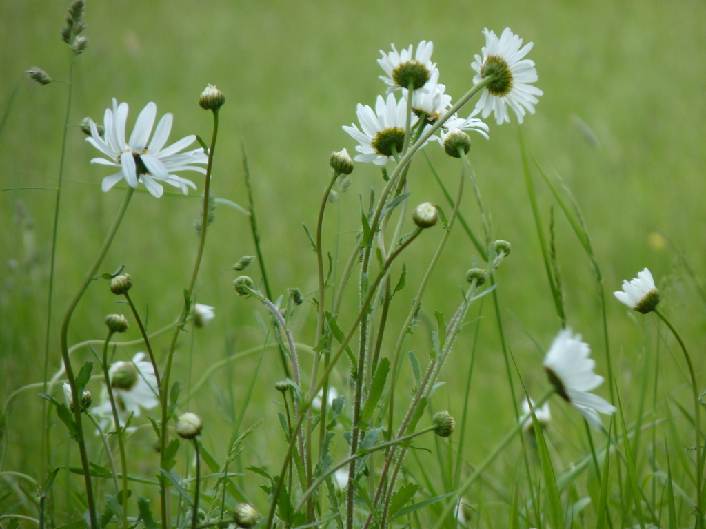 Daisy Meadow by lellie