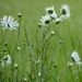 Daisy Meadow by lellie