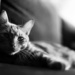 monochrome kitty by pocketmouse