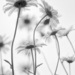 Day151:  Whispering Daisies by lisabell