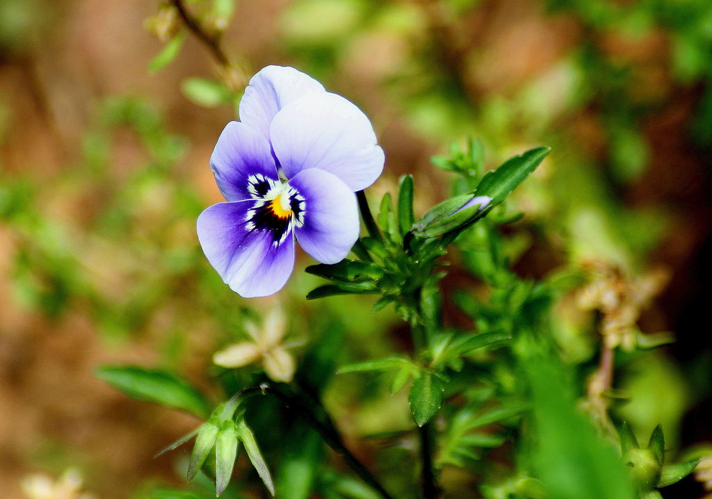 A lonely little pansy in a weed patch. by vernabeth