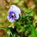A lonely little pansy in a weed patch. by vernabeth