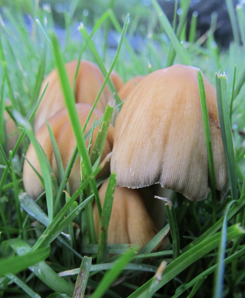 Mushrooms by houser934