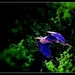 Blue Heron by sbolden