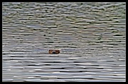 15th May 2013 - Swimming Beaver