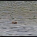 Swimming Beaver by sbolden