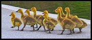 6th May 2013 - Marching Goslings