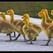 Marching Goslings by sbolden