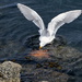 Seagull working on dinner by kathyladley