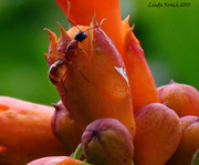 31st May 2013 - Ant on Trumpet Vine Blossom