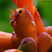 Ant on Trumpet Vine Blossom by grannysue