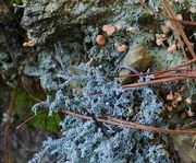 1st Jun 2013 - Liking the lichen