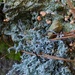 Liking the lichen by kiwinanna