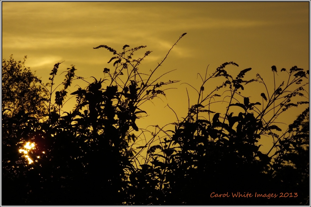 Golden Sunset by carolmw