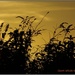 Golden Sunset by carolmw