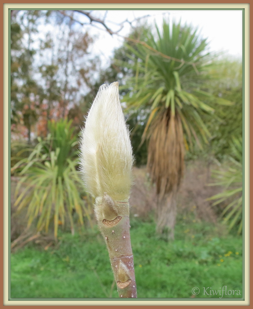 Magnolia 'Iolanthe' flower bud by kiwiflora