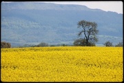 1st Jun 2013 - Oilseed rape and the Cleveland hills