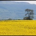 Oilseed rape and the Cleveland hills by craftymeg