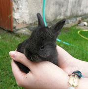 31st May 2013 - Tiny rabbit