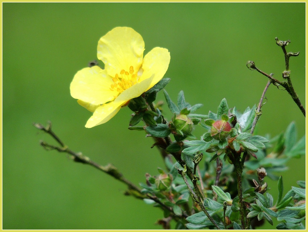 Yellow flower by rosiekind